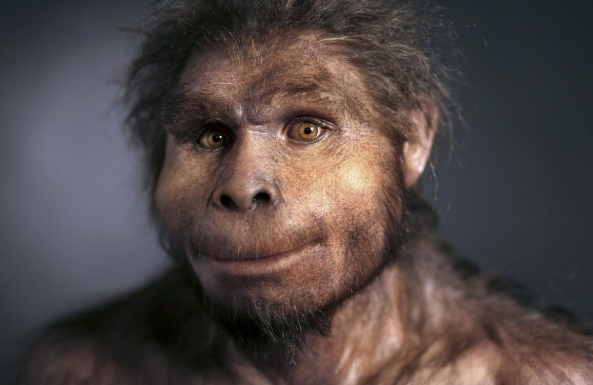 human evolution.  Where did the human brain come from?  - to know
