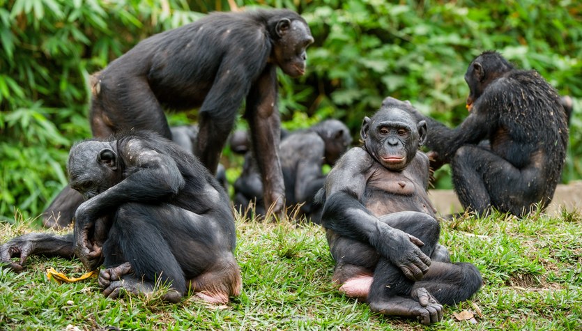 Chimpanzees have their own language.  It contains no less than 390 different "sentences".