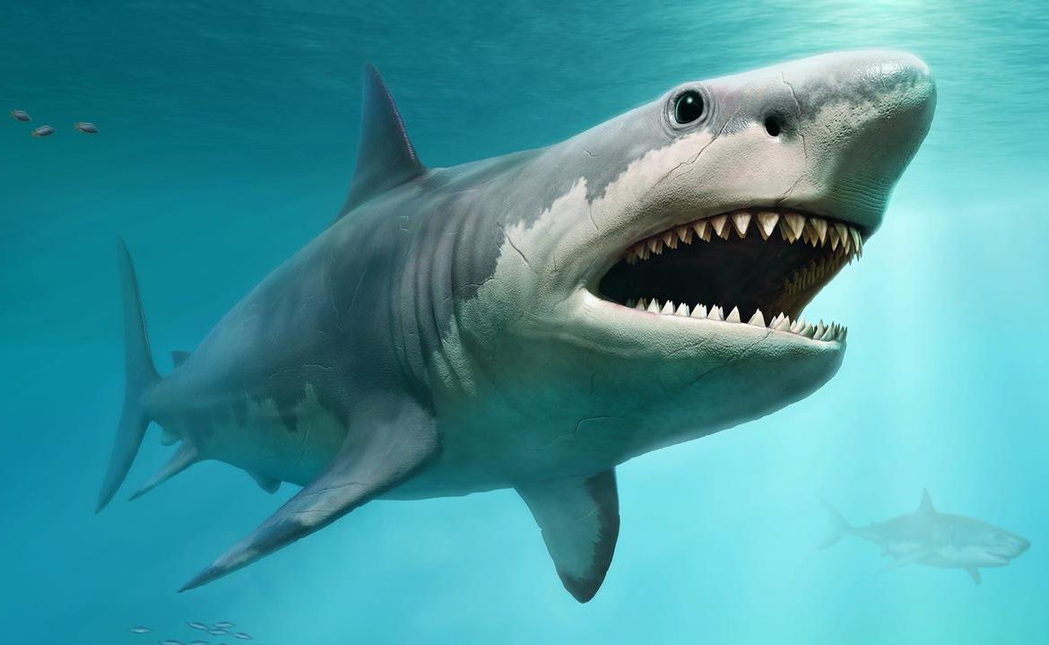 International research: megalodon can compete with great white sharks for food