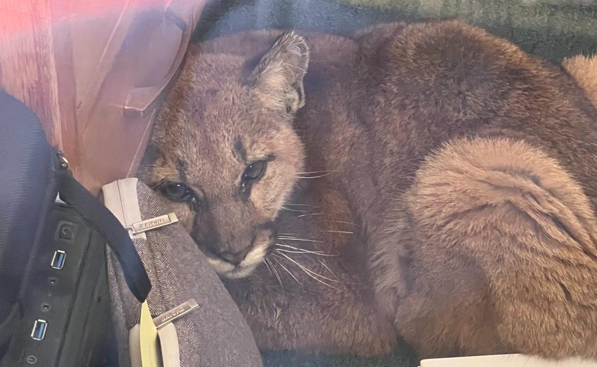 Pescadero, California.  "She walked freely across the campus, entered the classroom, and gathered under the desk."  A young Puma was pulled out of high school
