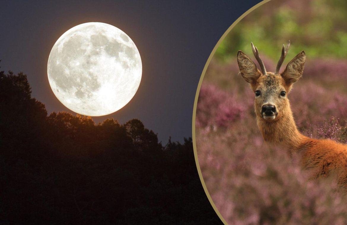 Full Moon for Goats in July 2022. A giant moon will make it a sleepless night!  When is the full moon?  - Super Express
