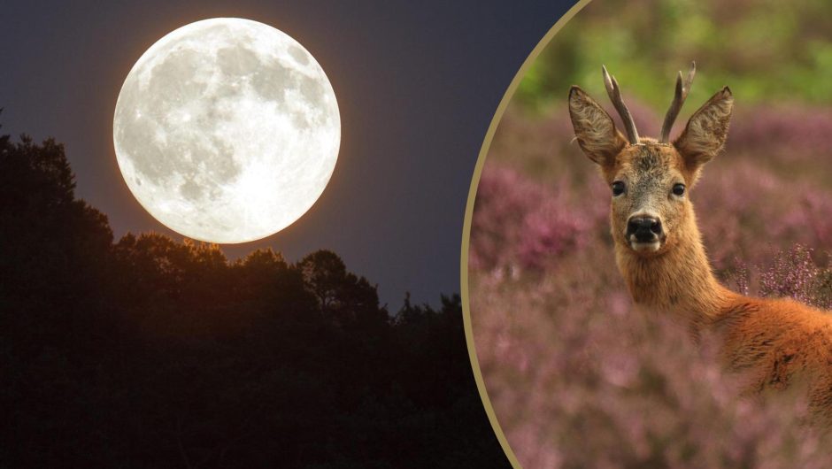 Full Moon for Goats in July 2022. A giant moon will make it a sleepless night!  When is the full moon?  – Super Express