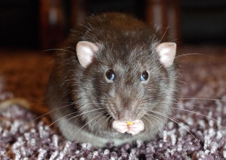 Szczur Radny Paryża chciał zwalczać szczury, ale nie, bo