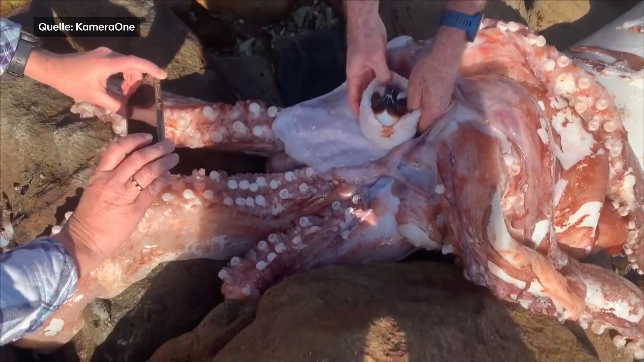 South Africa: a huge sea creature washed up on the beach Sea creature lost