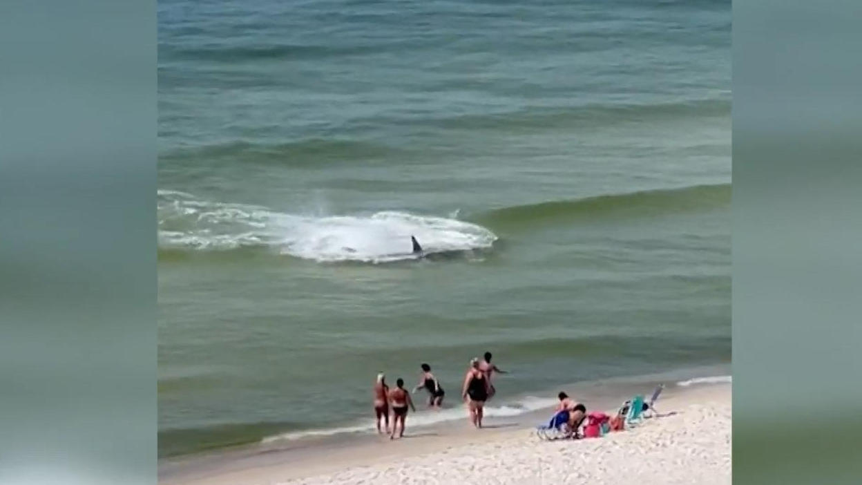 Tourists fleeing from the sea from a giant shark, a horror scene in Orange Beach