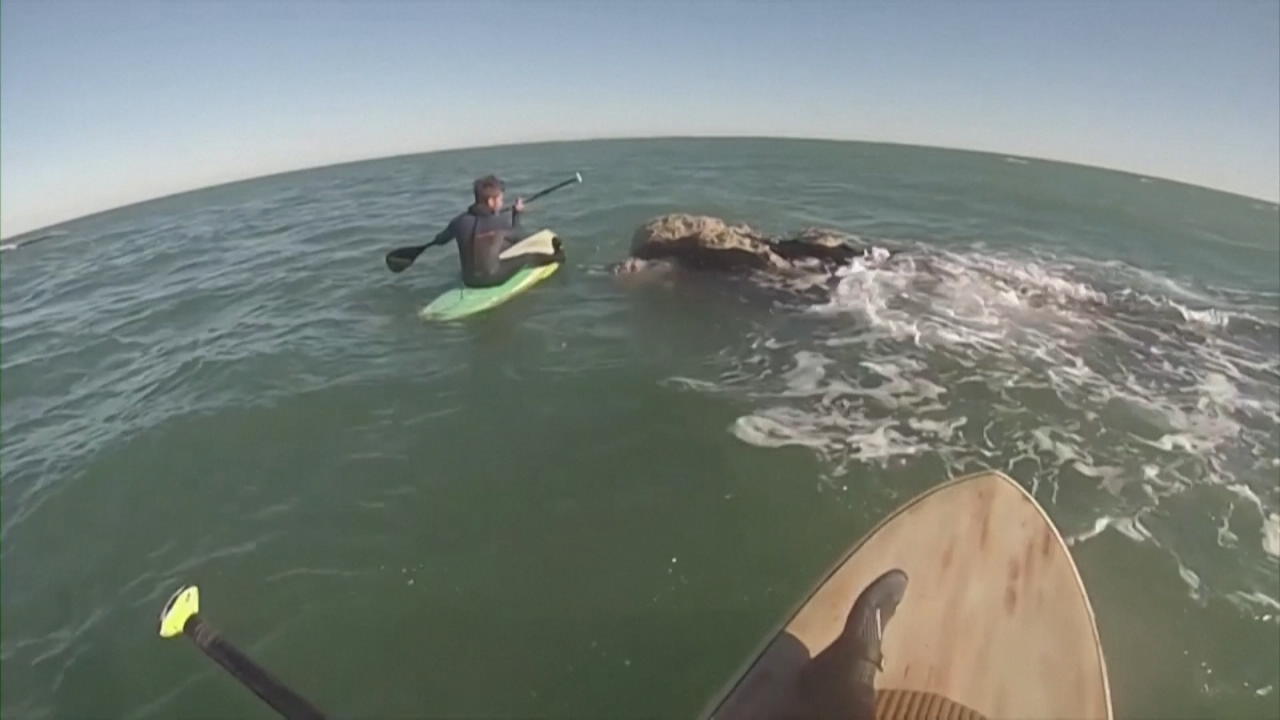 Incredible: men rowing across the sea with whales Argentina