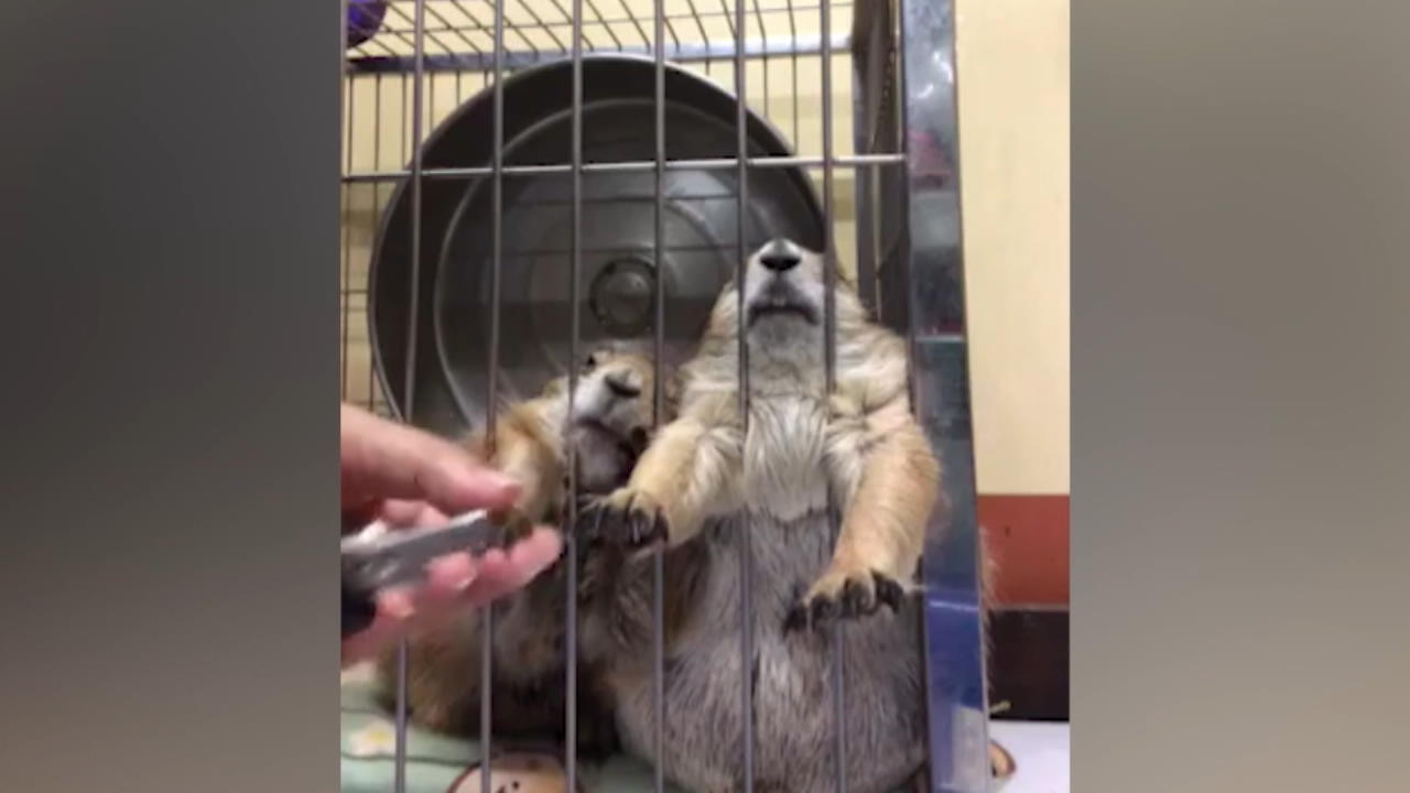 With full passion: Prairie dogs enjoy a Thai manicure