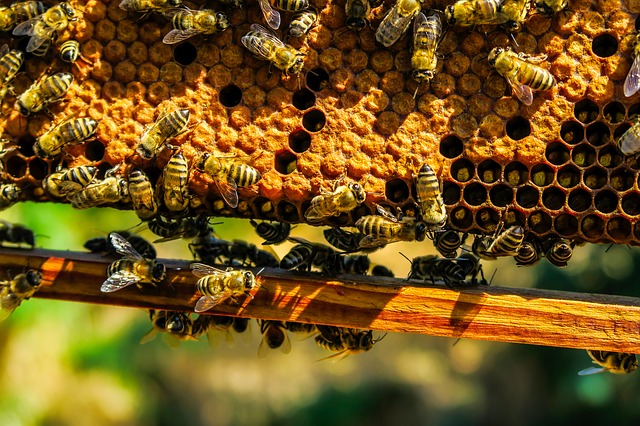 消失的真正原因研究 50 來蜜蜂壽命減半 | TechNews科技新報