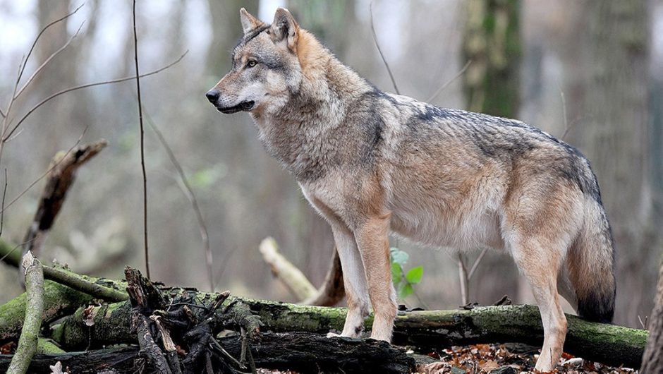 Killer wolf attack on dog: what next?  |  NDR.de – News – Lower Saxony