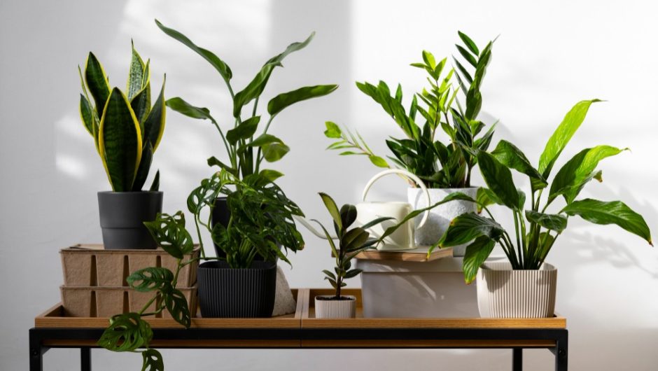 How Plant Boxes Can Bring Life to Your Space